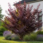 Okrasná slivka (Prunus × cistena) - výška 30-40 cm, kont. C3L